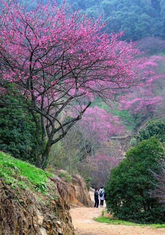 大山羔羊逃生